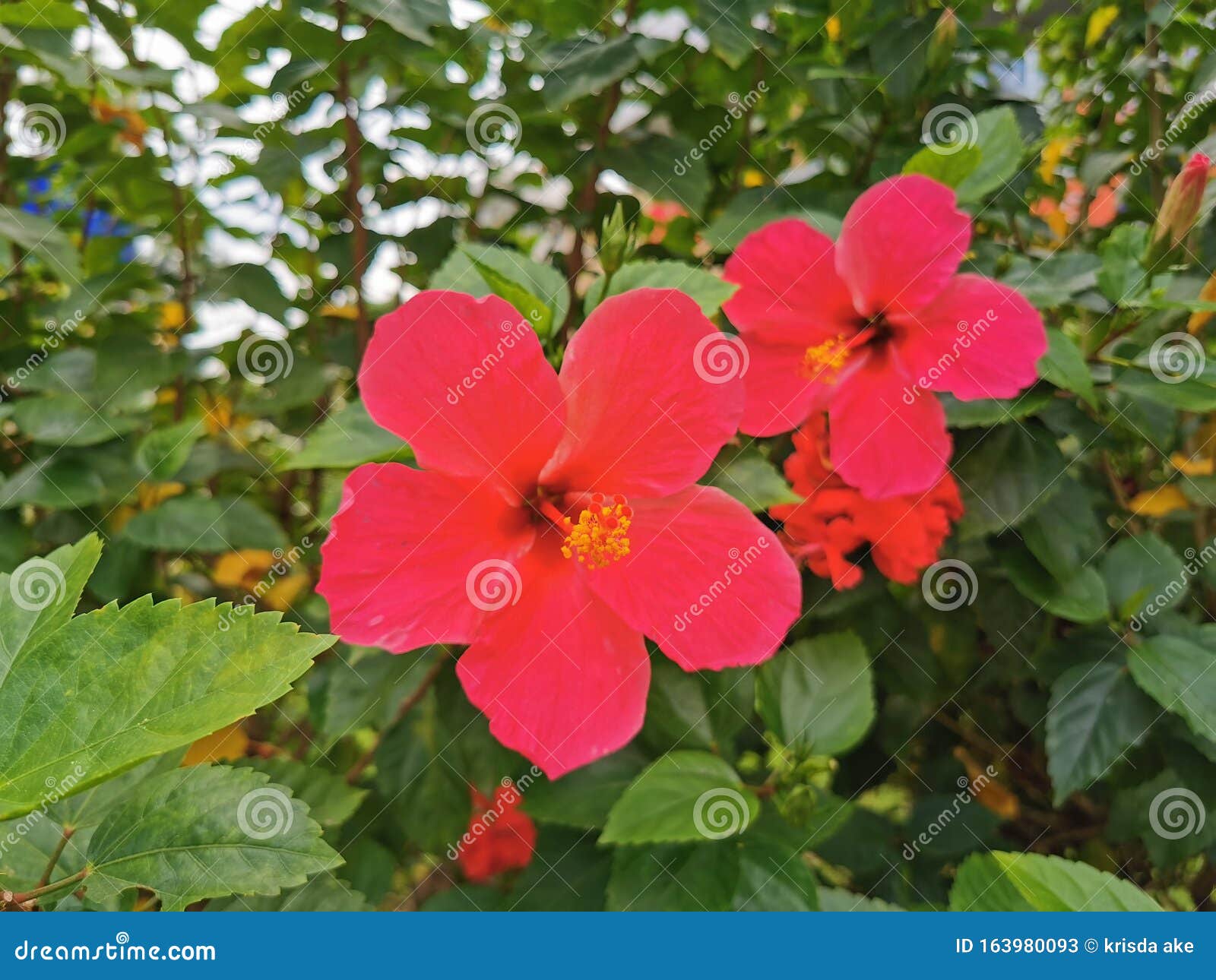 red hibiscus flower in the gardenÃ¢â¬â¹ afternoonÃ¢â¬â¹